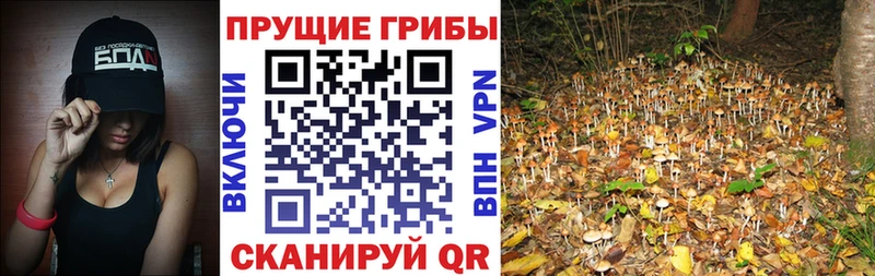 Галлюциногенные грибы Psilocybine cubensis  гидра сайт  Истра  магазин   
